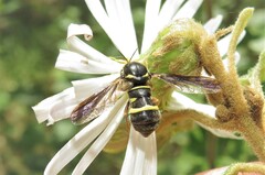 Leucopsina odyneroides