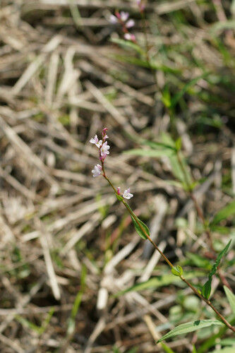 Persicaria odorata, photograph 5