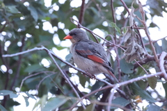 Anaplectes rubriceps