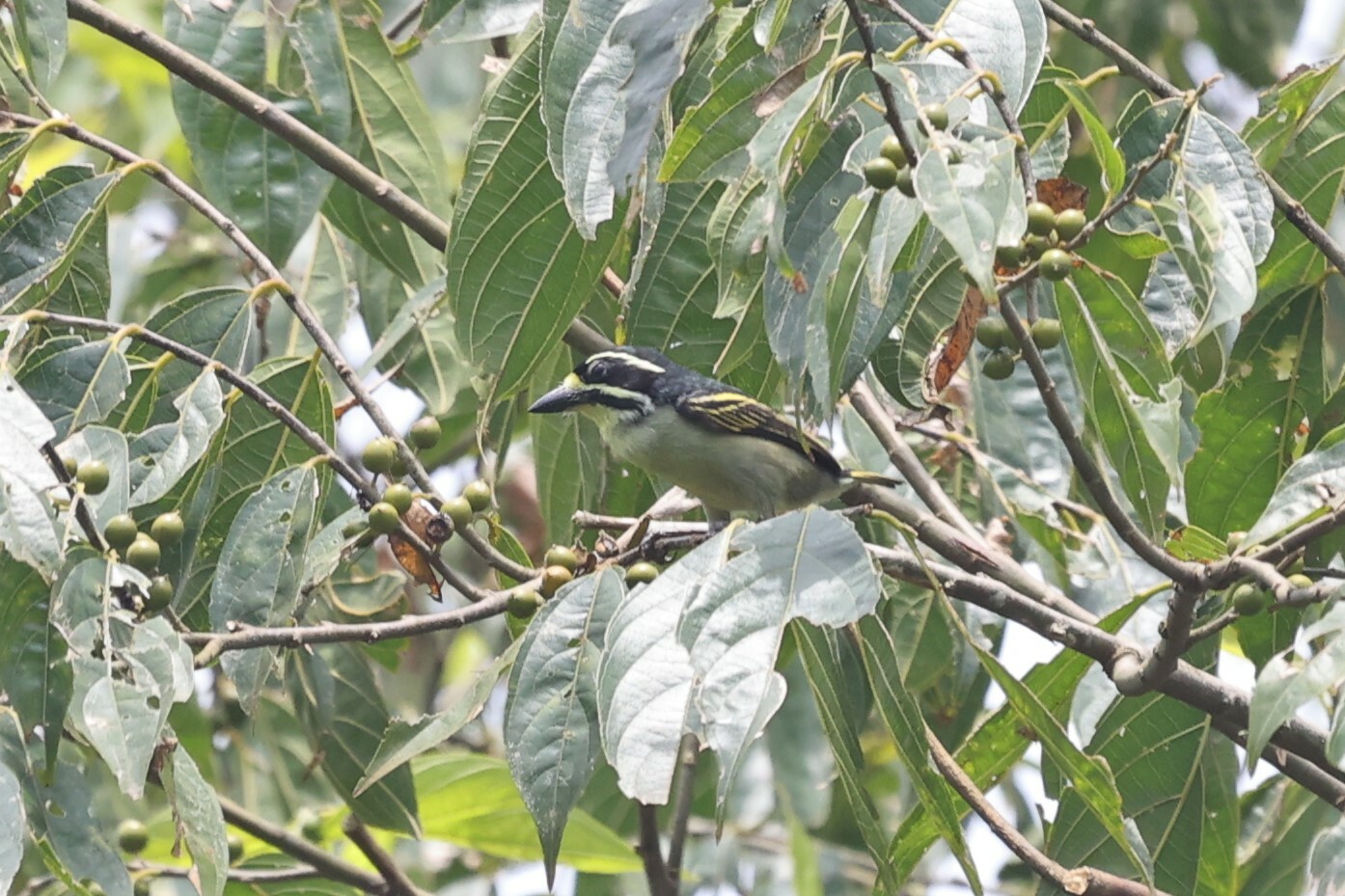 Yellow-throated Tinkerbird (Pogoniulus subsulphureus), photo 9