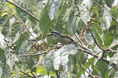 Pogoniulus subsulphureus