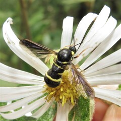 Leucopsina odyneroides
