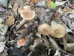 Agaricales