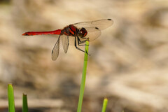 Sympetrum darwinianum