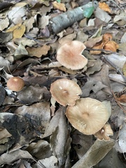 Agaricales