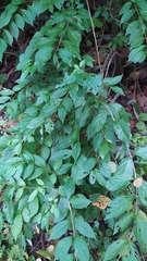 Callicarpa dichotoma