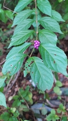 Callicarpa dichotoma
