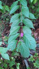 Callicarpa dichotoma