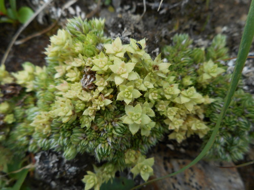 Arcticomyces warmingii