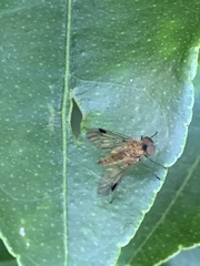 Chrysopilus