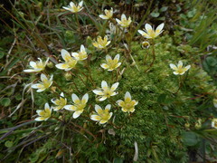 Saxifraga bryoides