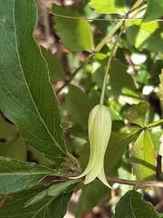 Billardiera mutabilis