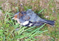 Fringilla coelebs gengleri