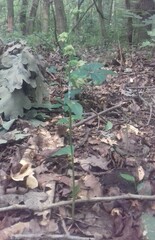 Epipactis bugacensis