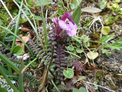 Pedicularis kerneri