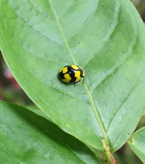 Illeis galbula
