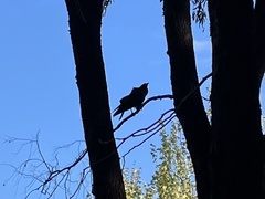 Corvus coronoides