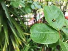 Illeis galbula