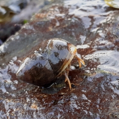Pagurus bernhardus
