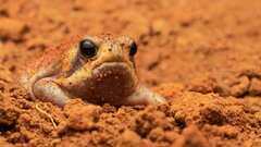 Breviceps mossambicus