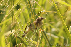 Phylloscopus fuscatus
