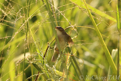 Phylloscopus fuscatus