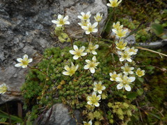 Saxifraga bryoides