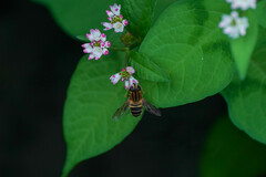 Helophilus eristaloidea