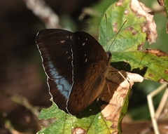 Tanaecia whiteheadi