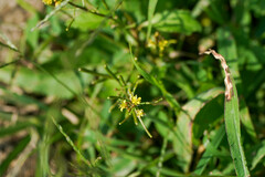 Rorippa indica
