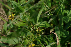 Rorippa indica