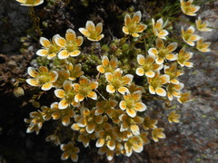 Saxifraga bryoides