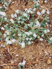 Heliotropium hirsutissimum