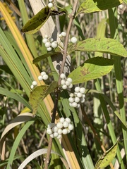 Callicarpa