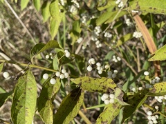 Callicarpa