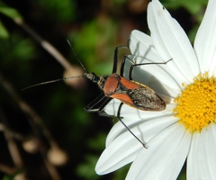 Rhynocoris segmentarius