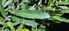 Quercus variabilis