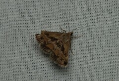 Acantholipes circumdata