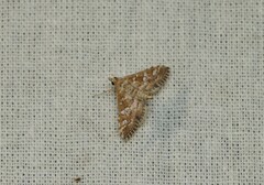 Epipagis peritalis