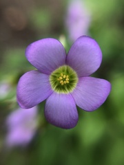 Oxalis latifolia