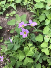 Oxalis latifolia