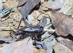 Loxoblemmus