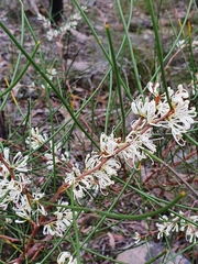 Hakea rostrata