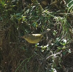 Phylloscopus schwarzi