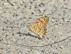 Argynnis hyperbius