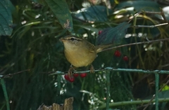 Phylloscopus schwarzi
