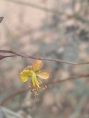 Hoffmannseggia intricata