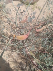 Hoffmannseggia intricata