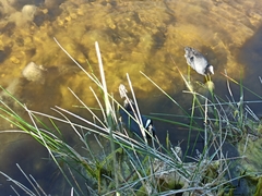 Fulica atra australis