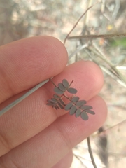 Hoffmannseggia intricata